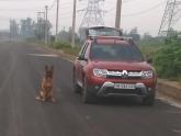 4000 km drive with my dog